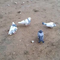 دونی ۴۰۰|پرنده|سقز, |دیوار