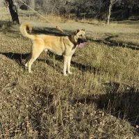 واگذاری سگ سرابی|سگ|عنبران, |دیوار