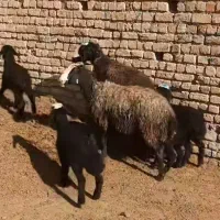 ۲راس میش ۲قلوزا همراه ۴ بره
