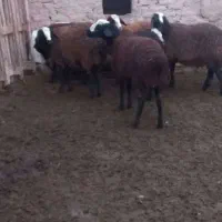 بره ماده شالی