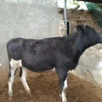 یک راس گاو ماده