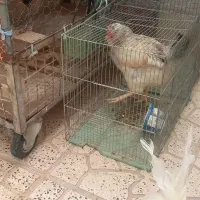 قفس بزرگ