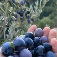 نهال اصلاح شده مخصوص منطقه گرم سیر وسرد.