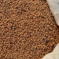 گندم تکتاز|عمدهفروشی|گرگان, |دیوار