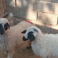 گوسفند نروماده