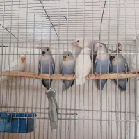 طوطی برزیلی