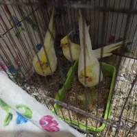 طوطی عروس هلندی مولد