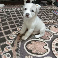 سگ نگهبان سرابی افغان