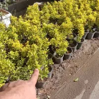 شمشاد طلایی ۱۹هزار|گل و گیاه طبیعی|ملارد, |دیوار