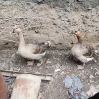 غاز یک جفت بالغ