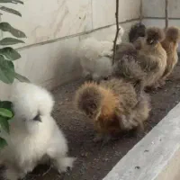 تخم نطفه دار ابریشمی و سلطان خ‌ ر ی‌ د ا ر م