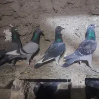 کبوتر پلاکی
