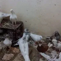 کفتر پرشی|پرنده|سلماس, |دیوار