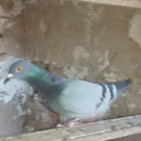 کبوتر خطی|پرنده|دشتابی, |دیوار