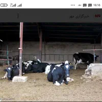 کارگر گاو داری