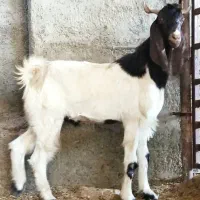 بز،تیشتر ماده گلابی، تکاوری،کهره نر بوئر|حیوانات مزرعه|وحدتیه, |دیوار