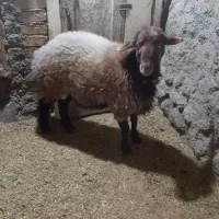 بره قوچ هترو