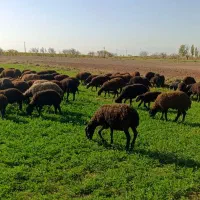 بره ی افشاری|حیوانات مزرعه|رحیمآباد, |دیوار