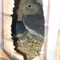 چهار عدد جوجه عروس هلندی|پرنده|کرج, شهرک امام رضا (ع)|دیوار