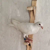 کبوتر پلاکی
