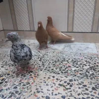 دم‌سفید|پرنده|اهواز, دغاغله|دیوار