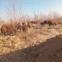 ۱۰ عدد گوسفند ماده