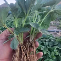 نشا توت فرنگی|خدمات باغبانی و درختکاری|مریوان, |دیوار