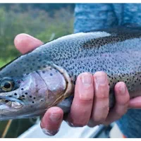 قزل الا صادراتی