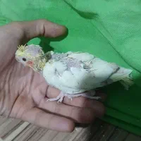 عروس هلندی معاوظه با گریچیک