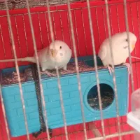 یک جفت مرغ عشق  خاص