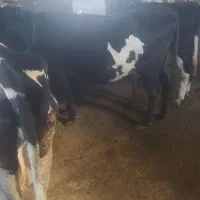 گاو شیری شکم دوم 20 روز مانده|حیوانات مزرعه|خواجه, |دیوار