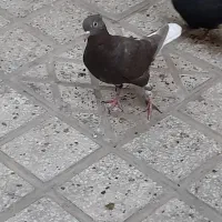 کفتریا کبوتر دم سفید ماده