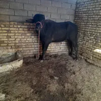 گاومیش نر