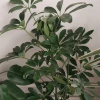 گل شفلرا ابلق و سبز