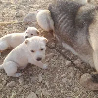 ۲ عدد شاه توله ماده سرابی|سگ|اسلامآباد غرب, |دیوار