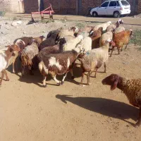 میش داشتی ابستن|حیوانات مزرعه|باوله, |دیوار