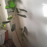 گل طبیعی|گل و گیاه طبیعی|لردگان, |دیوار