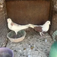 کبوتر پرشی