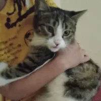 گربه dsch واگذاری رایگان