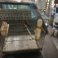 سهره سیاه سر گل قفل سینه خط دار