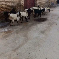 ۱۵عدد بزغاله|حیوانات مزرعه|خمین, |دیوار