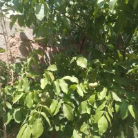 گردو زنی گردو چالماغ بامهارت