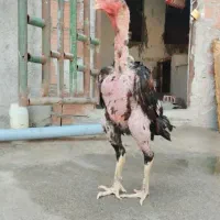 خروس لاری اصیل|حیوانات مزرعه|هادی شهر, |دیوار