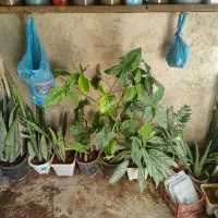 ارزونی|حراج|سرپل ذهاب, |دیوار