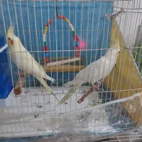 عروس هلندی لوتینو