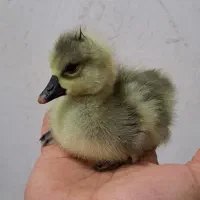 جوجه غاز و مرغ و غاز و قو غاز مولد