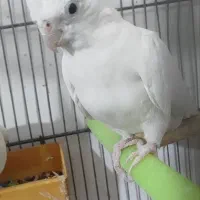 عروس هلندی ماده البینو کارداده