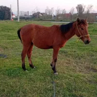 فروش اسب|اسب و تجهیزات اسبسواری|لاهیجان, بازکیاگوراب|دیوار