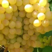 نهال انگور|خدمات باغبانی و درختکاری|نیشابور, مازول|دیوار