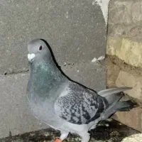 کوهی  ماده  پلاکی صورت  صاف